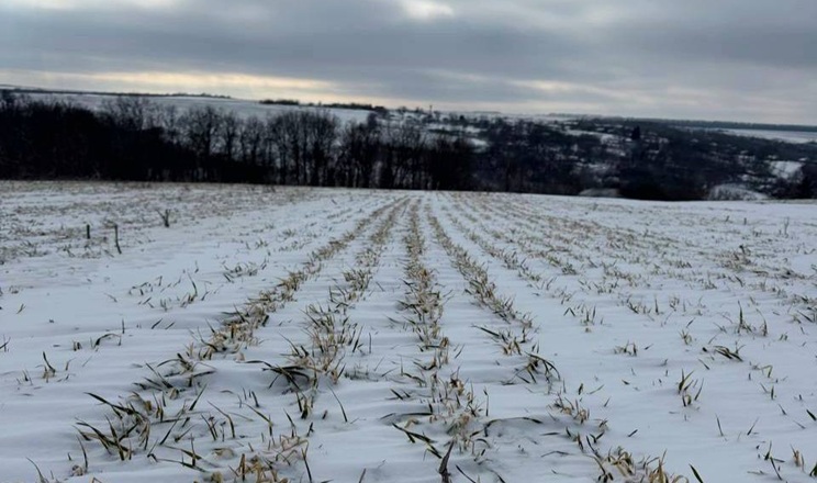 Умови перезимівлі озимих зернових на півночі Одещини наразі не викликають занепокоєння