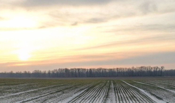 Загибелі рослин озимих після сильних морозів на Прикарпатті не зафіксували