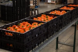 Інвестиції в багаторазову тару для ритейлу окуповуються за 1 рік&nbsp;