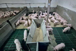 «Субекон» розповів про дієвий спосіб контролю мікрофлори на свинофермі