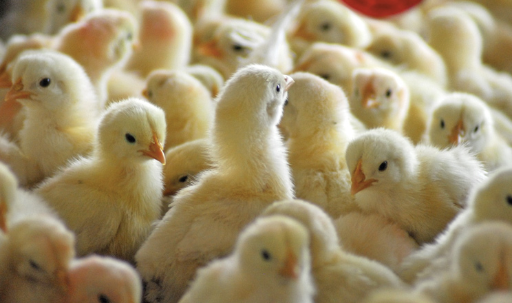 Якість одноденних курчат