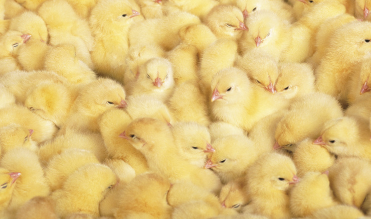 Профілактика кокцидіозу