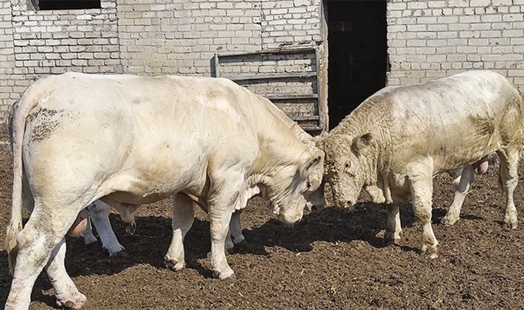 «Ратнівський аграрій» працює над виведенням бичків-«штучників» європейської селекції