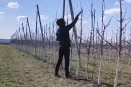 Одеське господарство заклало сад італійськими саджанцями груші