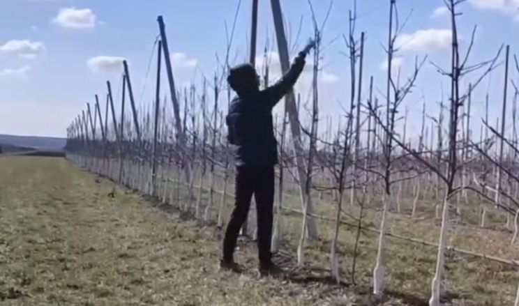 Одеське господарство заклало сад італійськими саджанцями груші