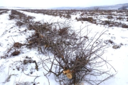 На Буковині через брак робочих рук вирубують 15 га яблуневого саду