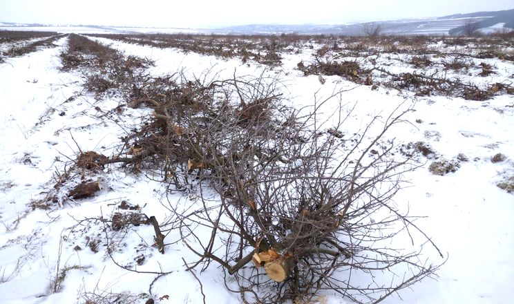 На Буковині через брак робочих рук вирубують 15 га яблуневого саду