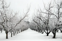 На Вінниччині через морози очікують втрату 80% урожаю абрикосів