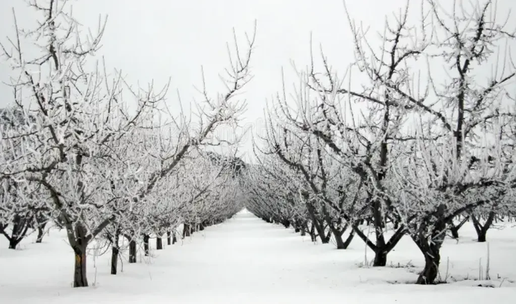 На Вінниччині через морози очікують втрату 80% урожаю абрикосів