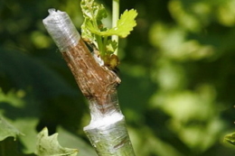 Щеплення винограду на місці дозволяє зменшити енерговитрати майже у 6 разів