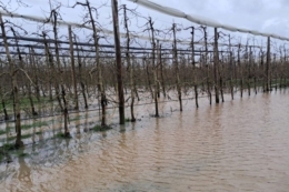 Через повінь у Франції масово гинуть яблуні та груші