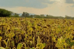 Результатами збирання соняшнику поділилися в Dnipro Agro Group