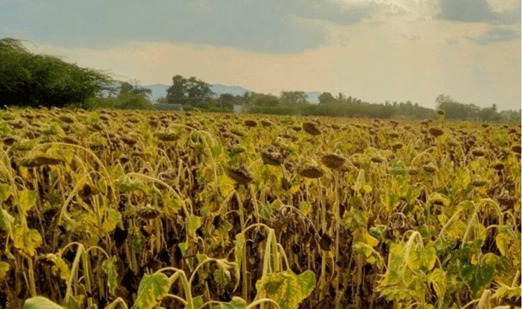 Результатами збирання соняшнику поділилися в Dnipro Agro Group