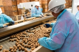 Горіховий бізнес в Україні масово автоматизується через дефіцит кадрів