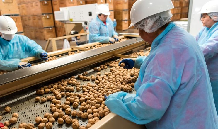 Горіховий бізнес в Україні масово автоматизується через дефіцит кадрів
