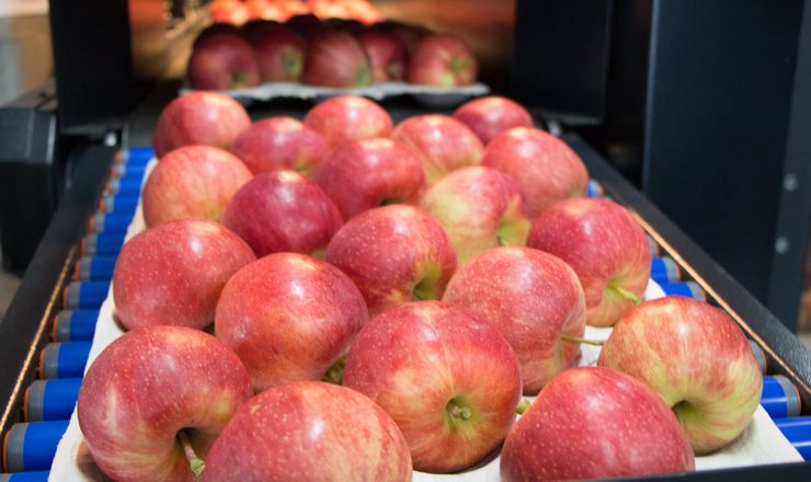 Повністю автоматизована доробка – ціль садівничої компанії