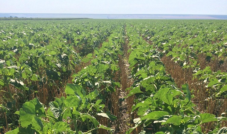 З оранки на strip-till повністю перейшли в СВК «Родина» на Одещині