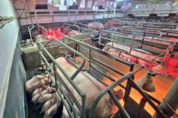 У генетики РІС ‒ однорідні гнізда