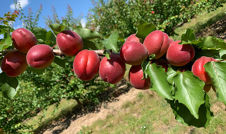 Клястероспоріоз: як не втратити врожай