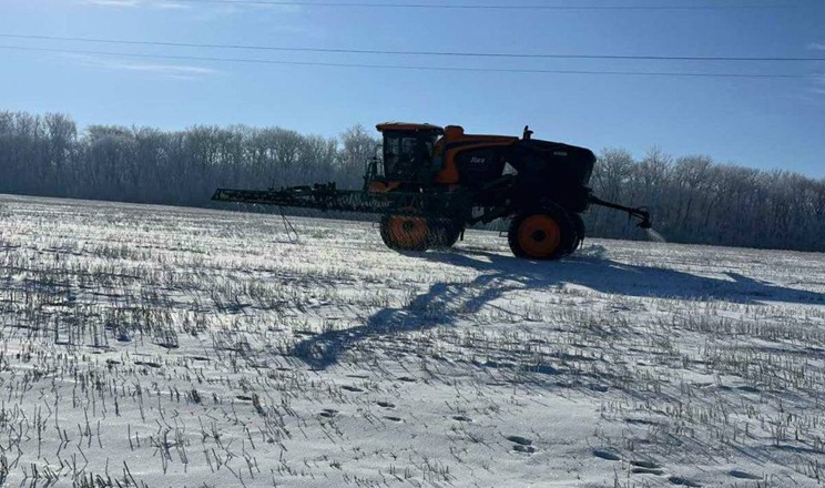 Стерня на полях сприяє снігозатриманню і збереженню вологи – досвід