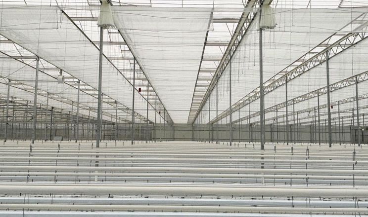 Екранні системи дозволяють збільшити врожайність у теплицях на 25%