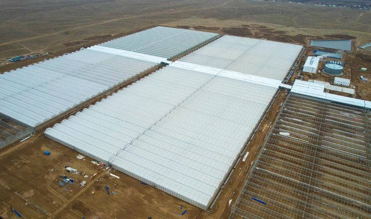 У Казахстані спільно з російським холдингом запускають масштабний тепличний комплекс
