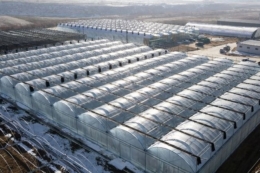 Китай інвестує у технології для виробництва агропродукції взимку