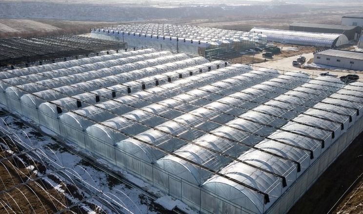 Китай інвестує у технології для виробництва агропродукції взимку