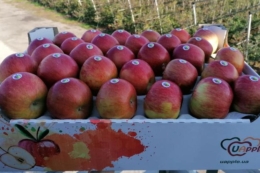 Пакування яблук «Садів Дніпра» розраховане на тривалий шлях