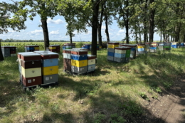 «Пасіка 21» формує власну агрокліматичну карту