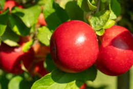 Сорт яблук Pompur для алергіків отримав престижну нагороду за інновації