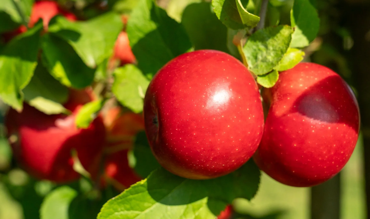 Сорт яблук Pompur для алергіків отримав престижну нагороду за інновації
