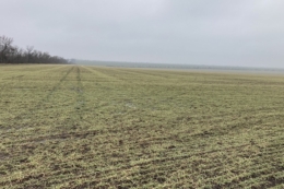 На невкритих снігом посівах озимини на Одещині фіксували пошкодження надземної маси рослин