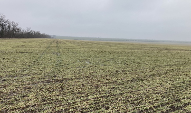 На невкритих снігом посівах озимини на Одещині фіксували пошкодження надземної маси рослин