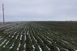 Озимий клин в СВК «Родина» на Одещині займає 80% площ