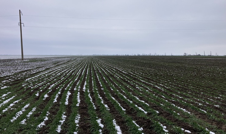 Озимий клин в СВК «Родина» на Одещині займає 80% площ