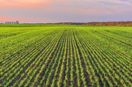 Як забезпечити якісний контроль дводольних бур'янів у посівах зернових та гороху