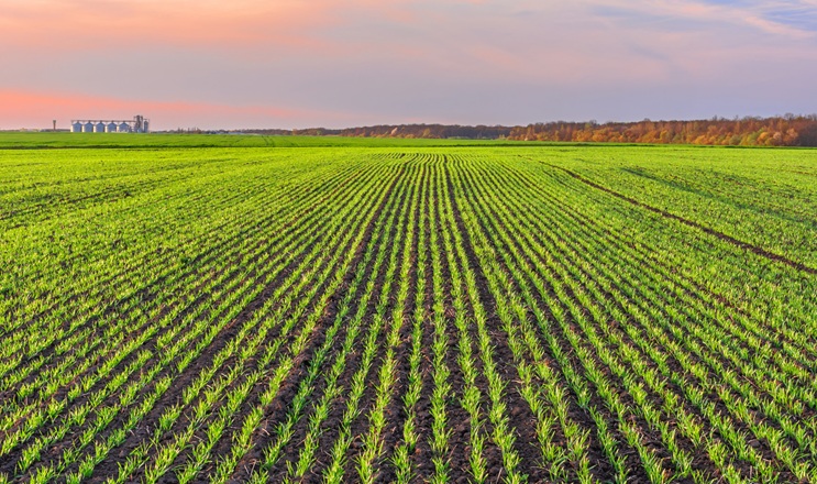 Як забезпечити якісний контроль дводольних бур'янів у посівах зернових та гороху