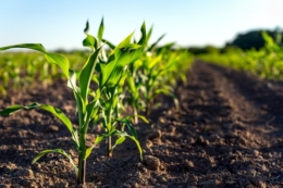Страхові гербіциди збережуть урожай кукурудзи у гербокритичний період