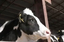 «Промінь» активно експортує нетелей до Казахстану