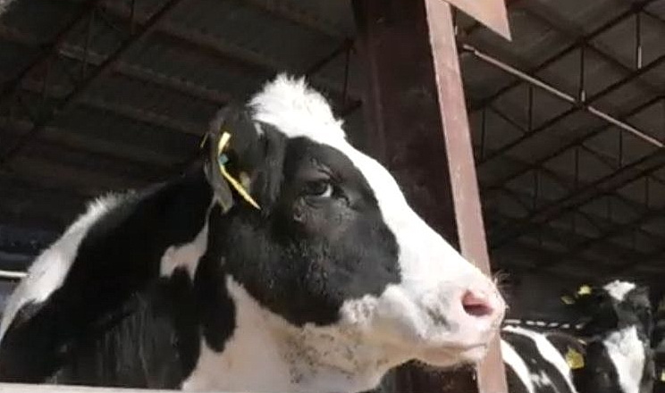 «Промінь» активно експортує нетелей до Казахстану