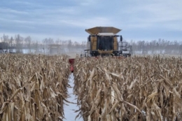 Збирання кукурудзи в «АГРОТРЕЙД» завершили з урожайністю вище планової
