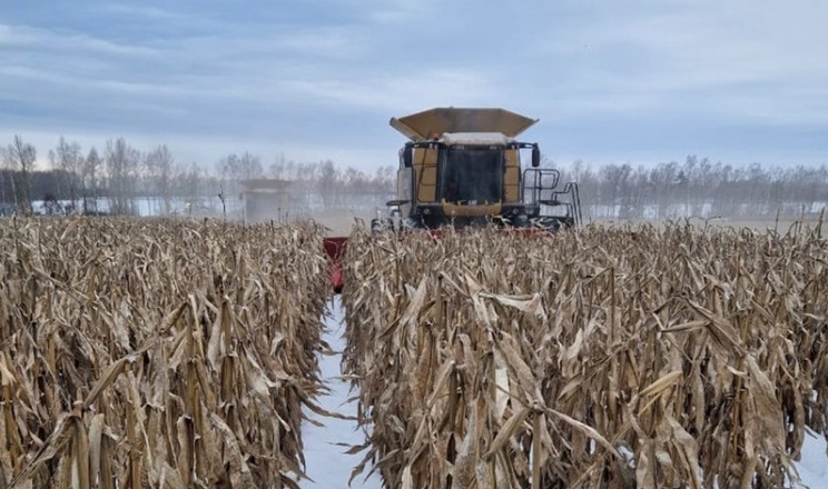Збирання кукурудзи в «АГРОТРЕЙД» завершили з урожайністю вище планової