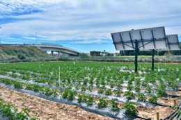 Іспанці навчили сонячні панелі економити 30% води для вирощування томатів