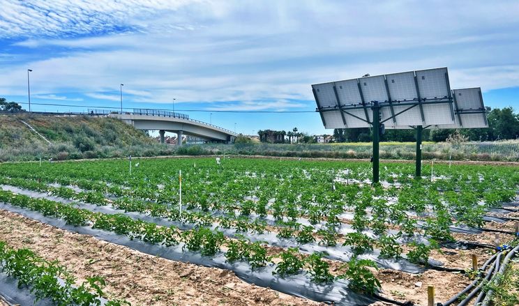 Іспанці навчили сонячні панелі економити 30% води для вирощування томатів