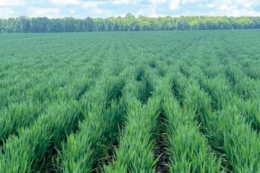 Як формують структуру посівів на 2026 рік у господарстві «Аквавіка-Т»