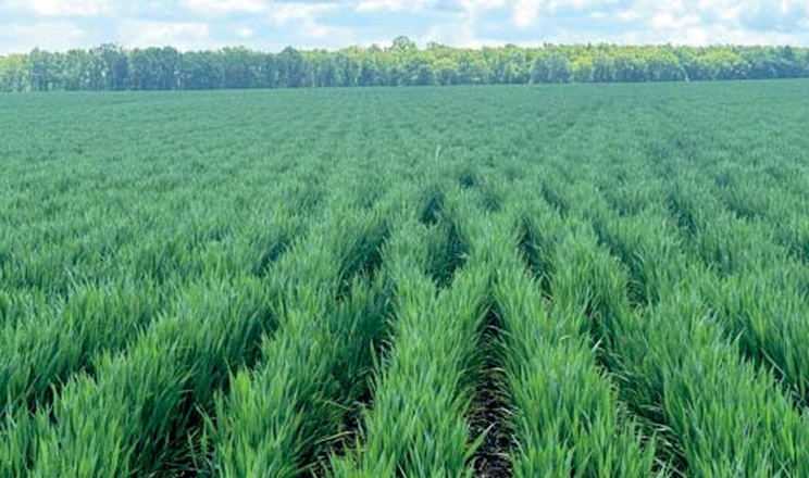 Як формують структуру посівів на 2026 рік у господарстві «Аквавіка-Т»