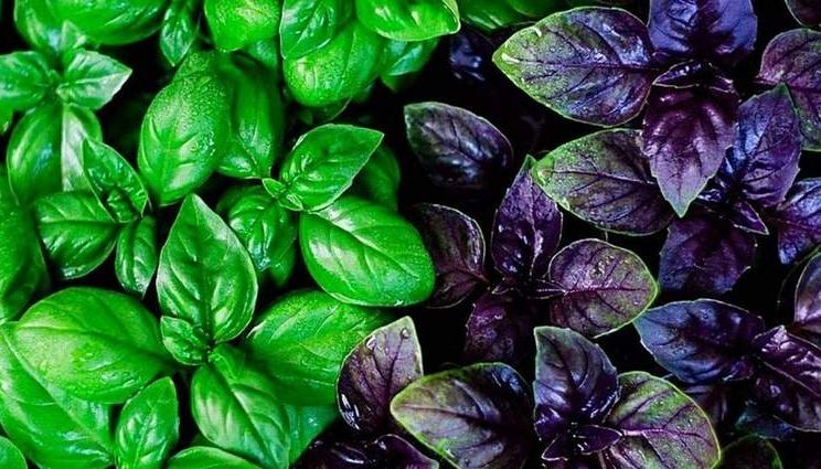 Сіті-ферми не витягують салат: ставку роблять на базилік і зелень
