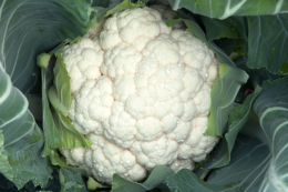 Попит на цвітну капусту та броколі з роками збільшується, – спеціаліст