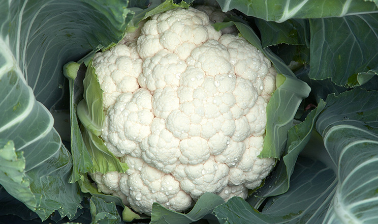 Попит на цвітну капусту та броколі з роками збільшується, – спеціаліст